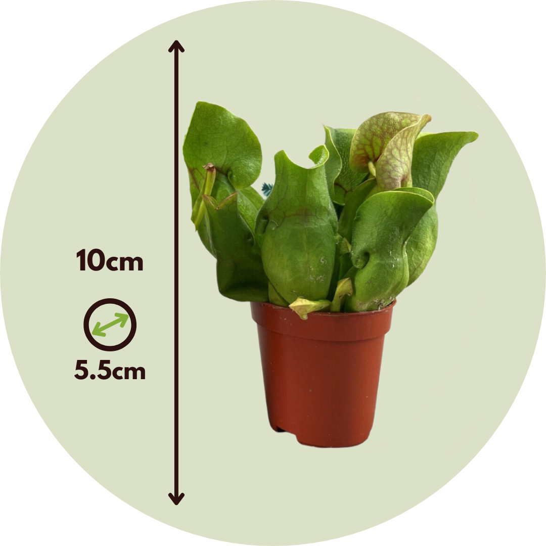 Plant In A Box - Sarracénie pourpre - Set de 6 - Sarracenia purpurea - Hauteur 10cm - ⌀5,5cm - Image 4