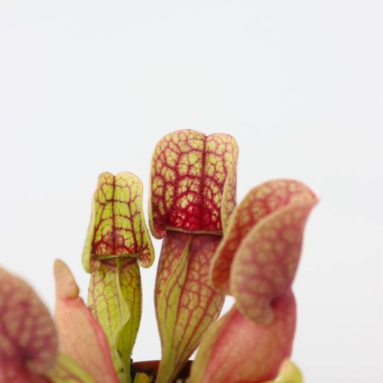 Plant In A Box - Sarracénie pourpre - Set de 6 - Sarracenia purpurea - Hauteur 10cm - ⌀5,5cm - Image 3