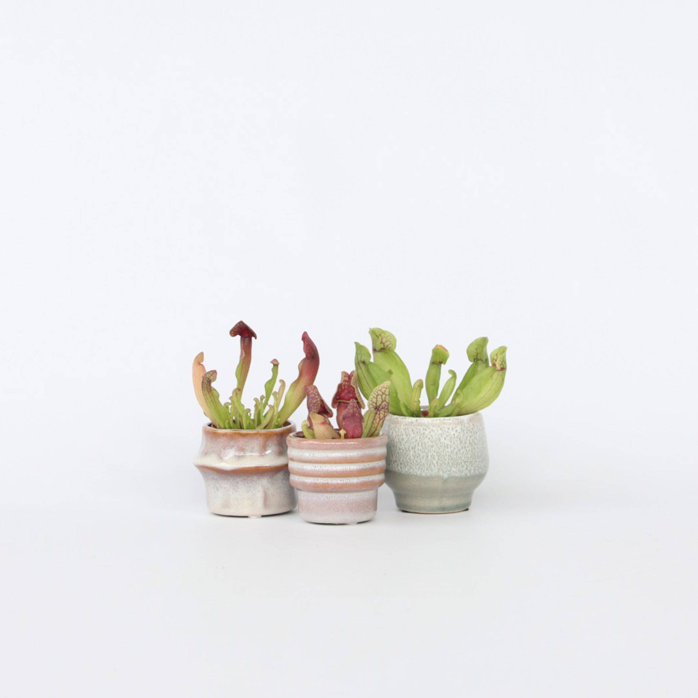Plant In A Box - Sarracénie pourpre - Set de 6 - Sarracenia purpurea - Hauteur 10cm - ⌀5,5cm - Image 2