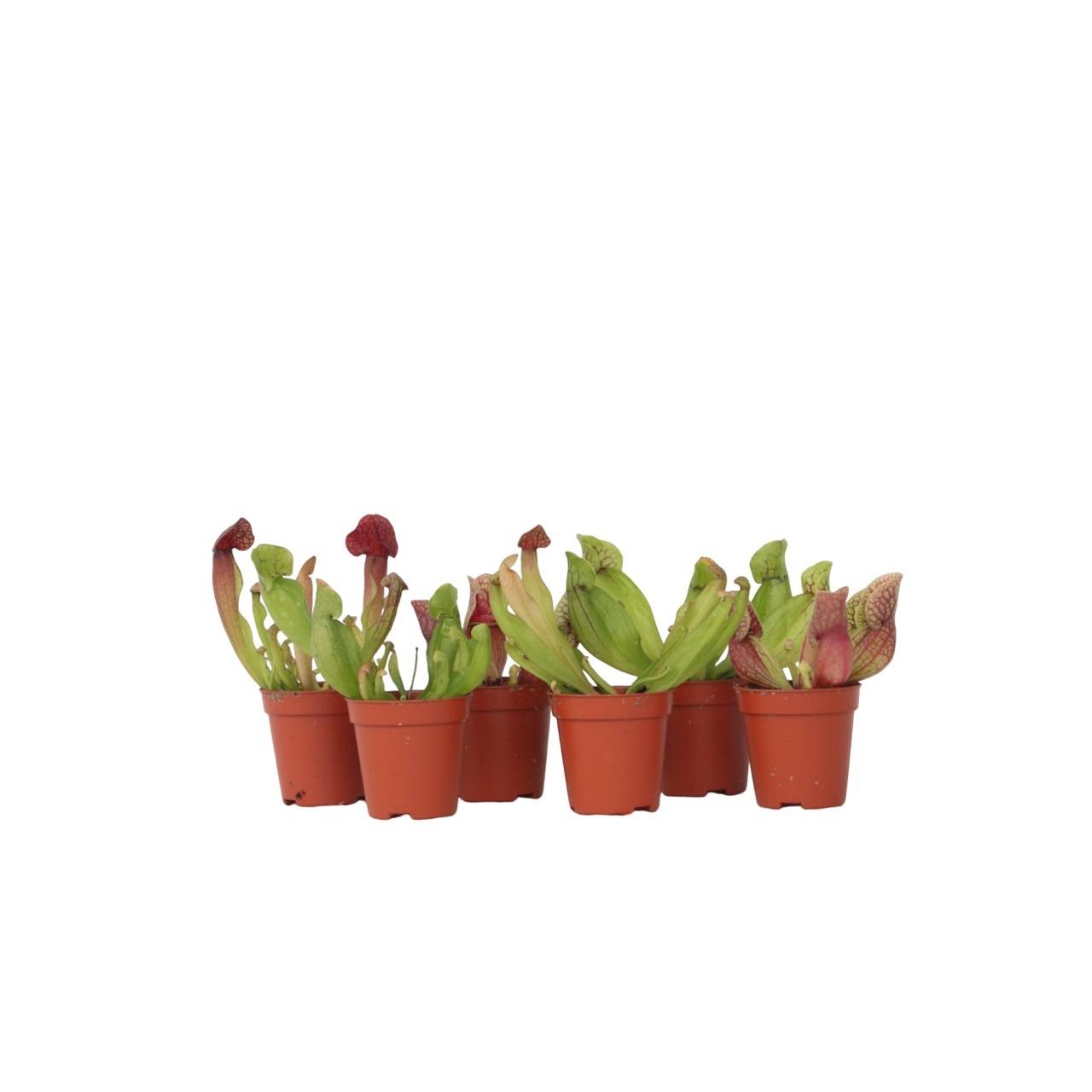 Plant In A Box - Sarracénie pourpre - Set de 6 - Sarracenia purpurea - Hauteur 10cm - ⌀5,5cm - Image 1