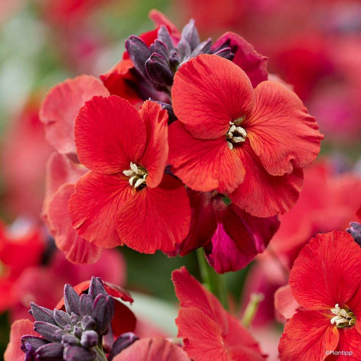 Promesse de Fleurs - Giroflée vivace - Erysimum Colour Vibe Red Godet de 8/9 cm