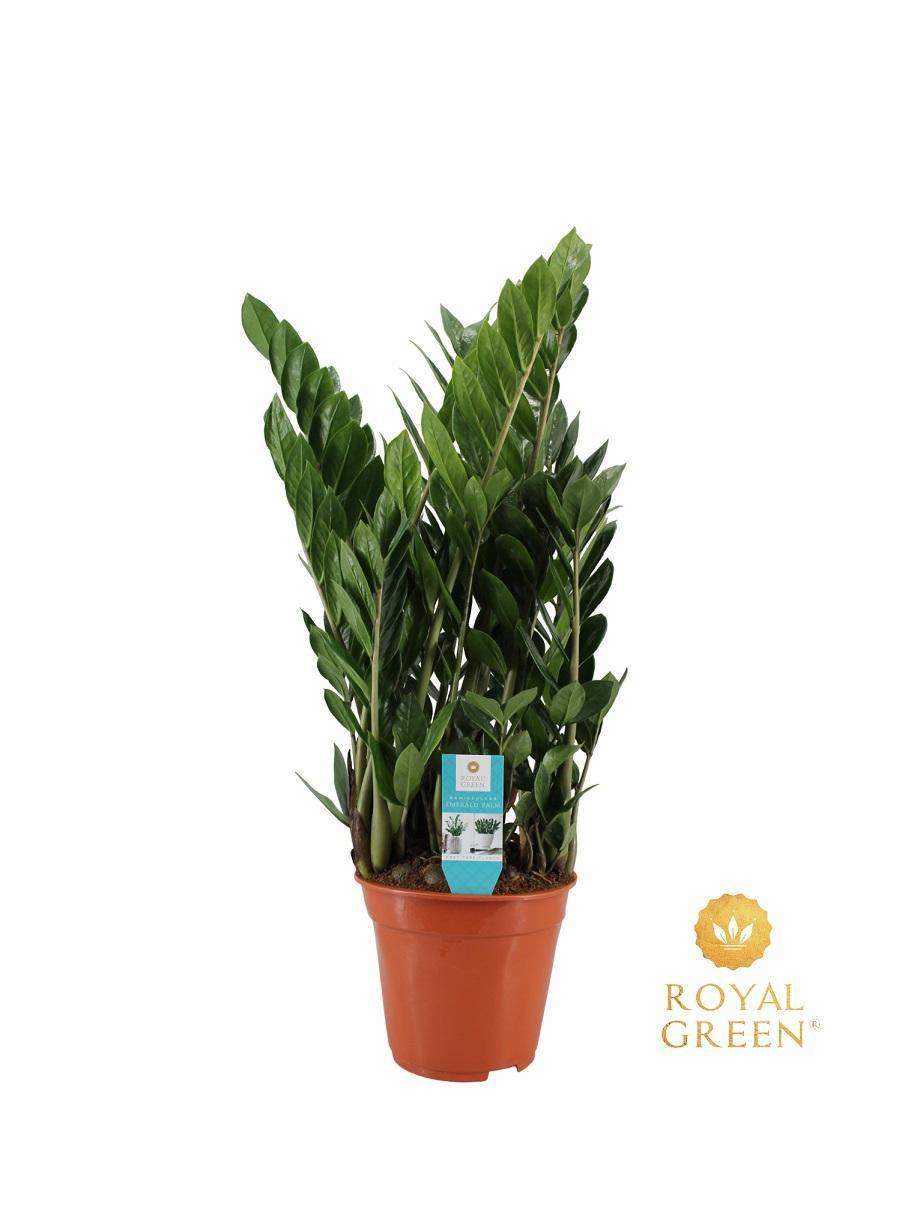 La Green Touch - Zamioculcas 21cm - D21 H75cm