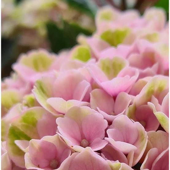 Hortensia Valvert®, Hydrangea macrophylla à fleurs Rose - feuillage Caduc - Pot de 1,5L - 20/40 cm- hauteur à maturité De 1,00 m à 1,50 m - Image 1
