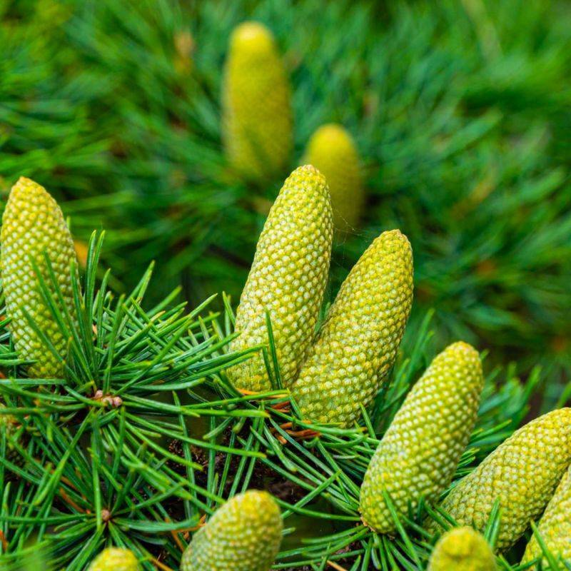 Cèdre de l'Atlas (Cedrus atlantica) - Godet - Taille 13/25cm - Pépinières Naudet - Image 1