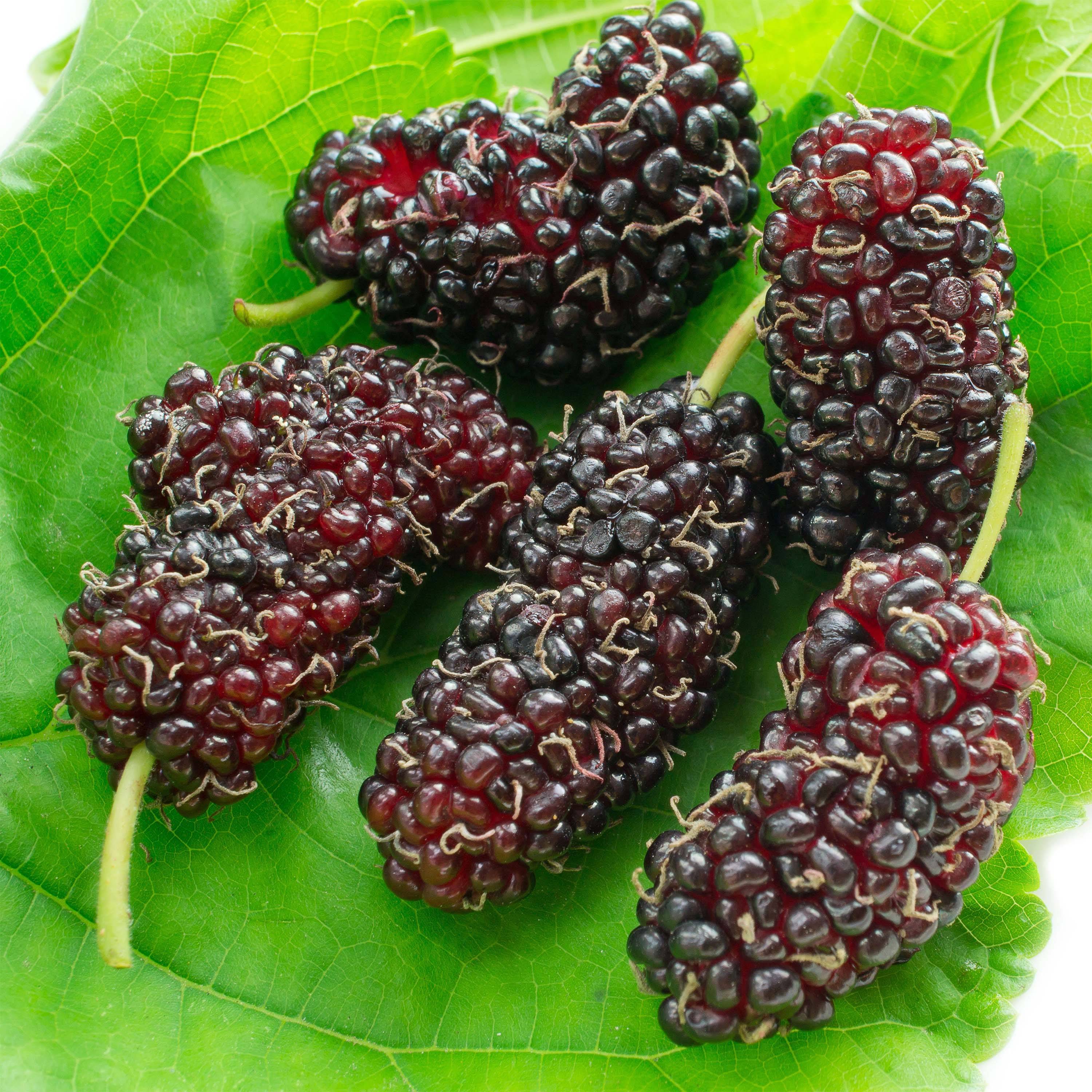 Promesse de Fleurs - Morus acidosa Mulle - Mûrier de Corée Pot de 3L/4L