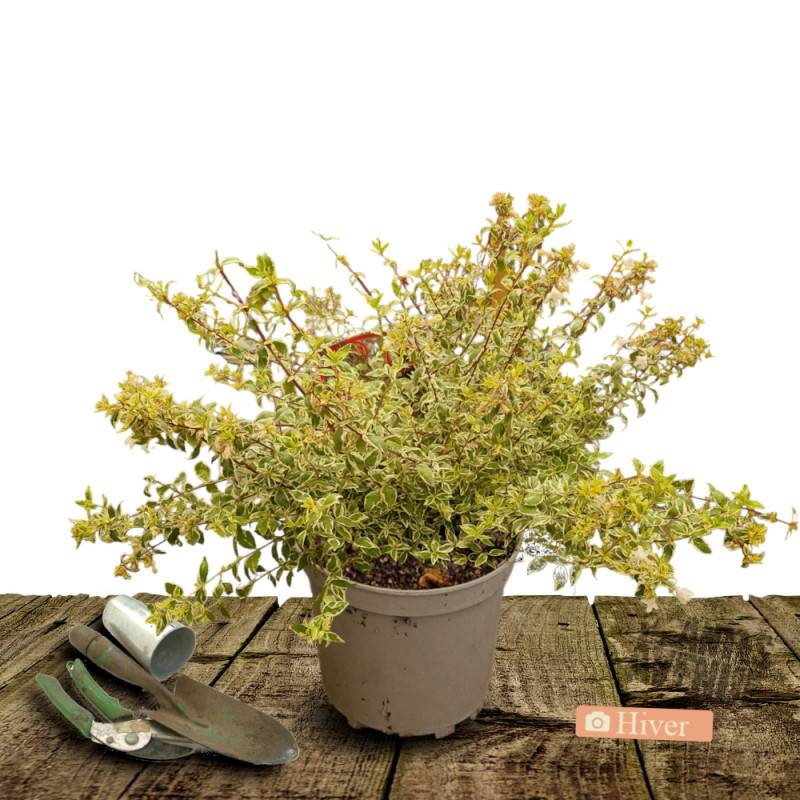 Abelia Tricolor Charm® 'Mincautri', Abélia à grandes fleurs à fleurs Blanche - feuillage Persistant - Pot de 7,5L - 40/60 cm- hauteur à maturité De 1 - Image 4