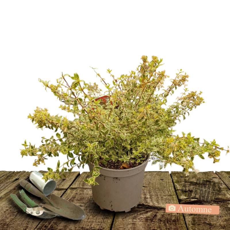 Abelia Tricolor Charm® 'Mincautri', Abélia à grandes fleurs à fleurs Blanche - feuillage Persistant - Pot de 7,5L - 40/60 cm- hauteur à maturité De 1 - Image 2