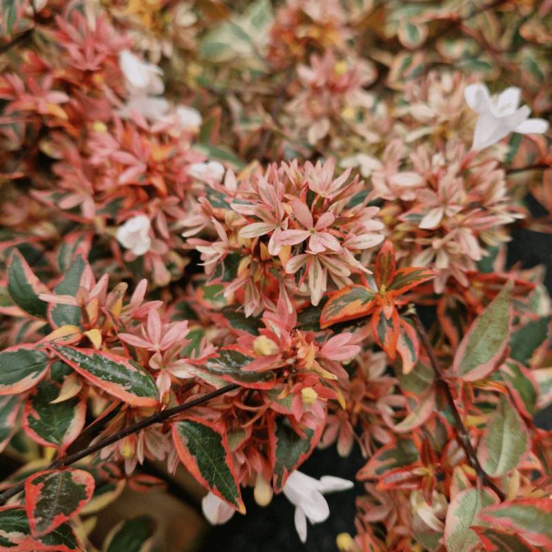 Abelia Tricolor Charm® 'Mincautri', Abélia à grandes fleurs à fleurs Blanche - feuillage Persistant - Pot de 7,5L - 40/60 cm- hauteur à maturité De 1 - Image 1