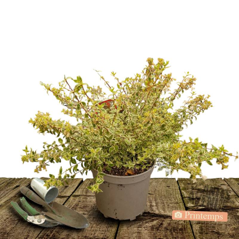 Abelia Tricolor Charm® 'Mincautri', Abélia à grandes fleurs à fleurs Blanche - feuillage Persistant - Pot de 7,5L - 40/60 cm- hauteur à maturité De 1 - Image 5