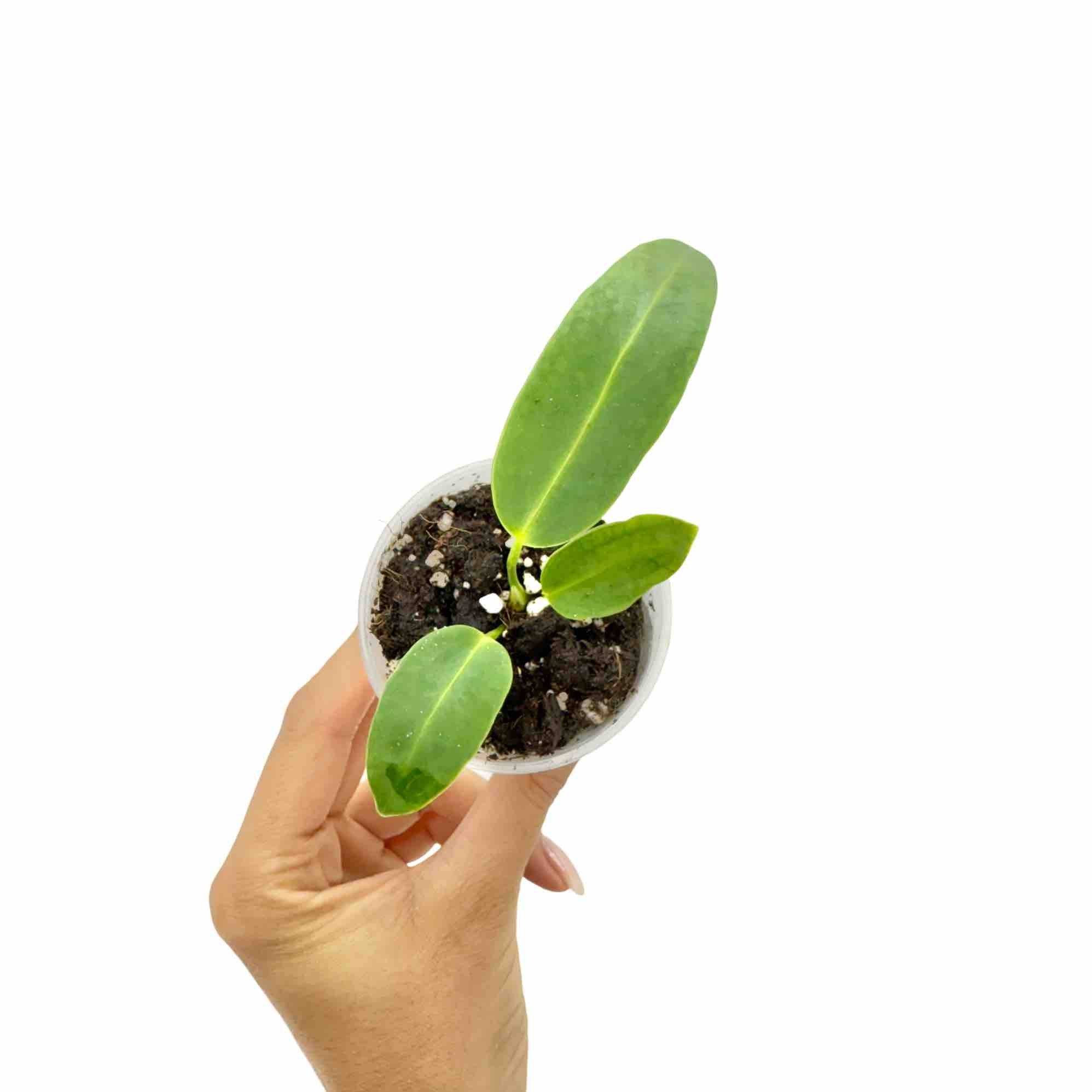 Anthurium Warocqueanum - Pot de 6cm - Plantes d'intérieur