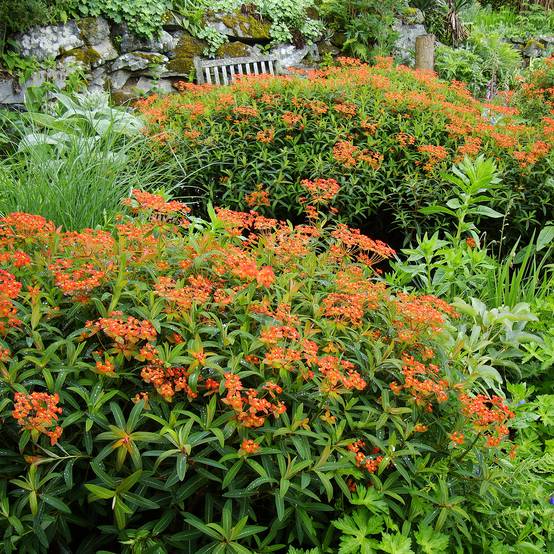Euphorbia griffithii Dixter - Euphorbe de Griffith Godet de 8/9 cm