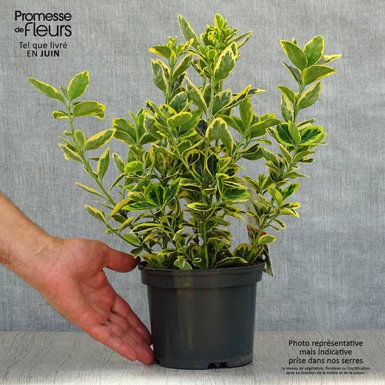 Promesse de Fleurs - Euonymus japonicus Ovatus Aureus (Marieke) - Fusain du Japon Pot de 2L/3L - Image 2