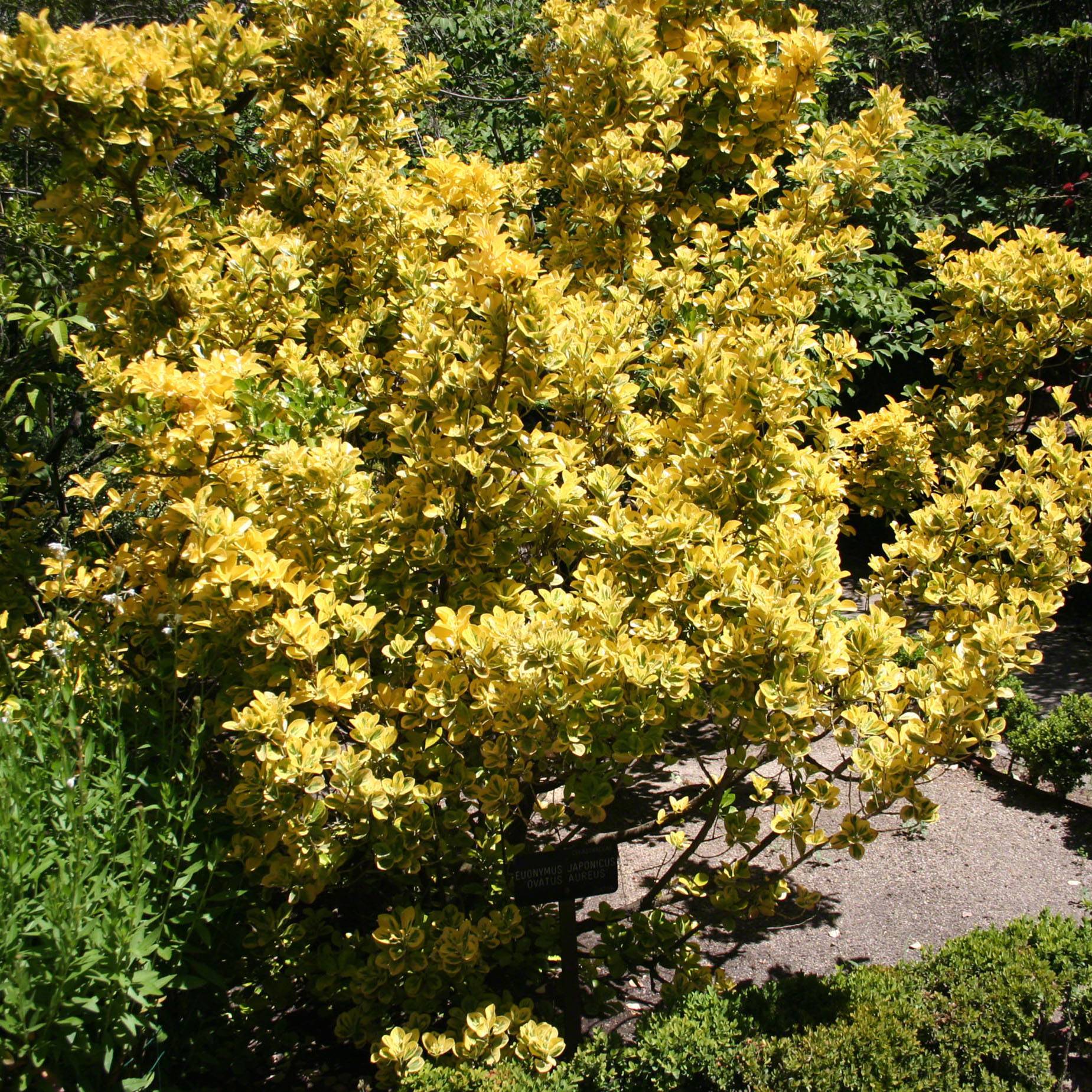 Promesse de Fleurs - Euonymus japonicus Ovatus Aureus (Marieke) - Fusain du Japon Pot de 2L/3L - Image 1