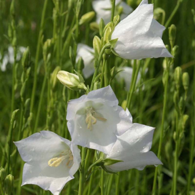 Campanule à feuilles de pêcher blanche à fleurs Bleue - feuillage Caduc - Godet - 5/20 cm- hauteur à maturité De 0,50 m à 1,00 m
