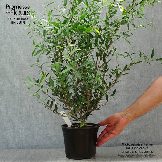 Phillyrea angustifolia - Filaire à feuilles étroites Pot de 2L/3L - Image 2