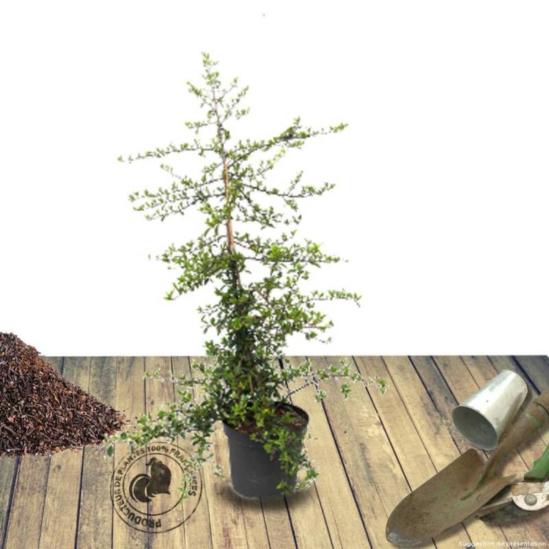 Buisson ardent Soleil d'Or, Pyracantha à fleurs Blanche - feuillage Persistant - Godet - 5/20 cm-  hauteur à maturité De 1,50 m à 2,00 m - Imagen 5