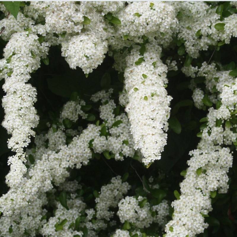 Buisson ardent Soleil d'Or, Pyracantha à fleurs Blanche - feuillage Persistant - Godet - 5/20 cm-  hauteur à maturité De 1,50 m à 2,00 m - Imagen 3