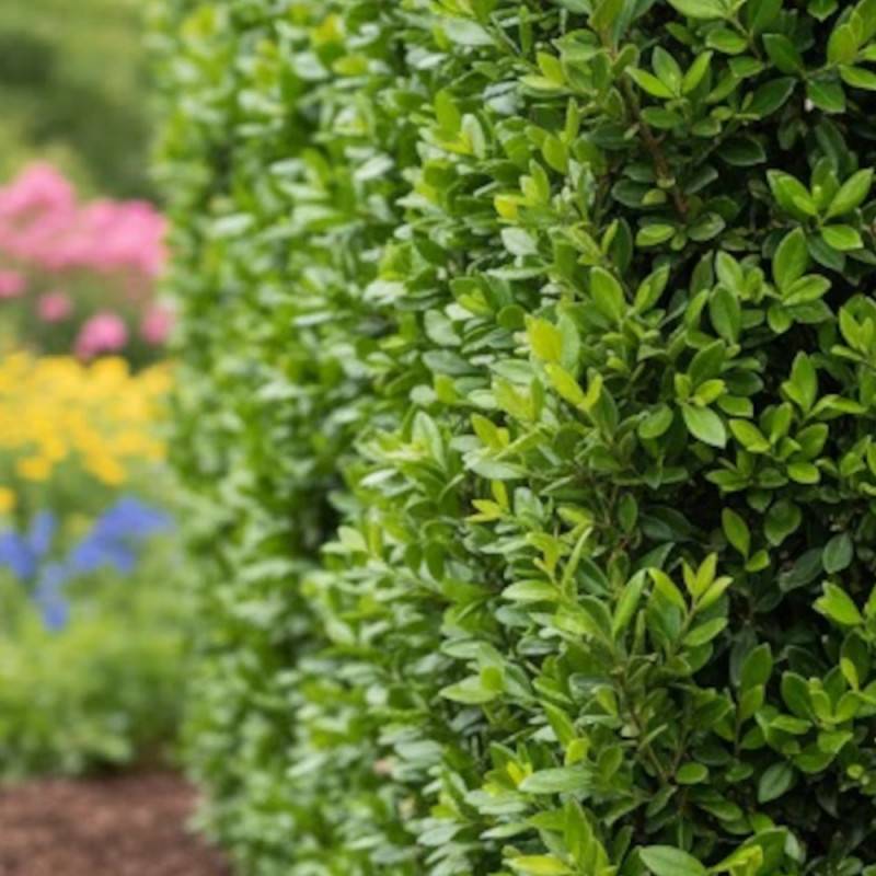 Buisson ardent Soleil d'Or, Pyracantha à fleurs Blanche - feuillage Persistant - Godet - 5/20 cm-  hauteur à maturité De 1,50 m à 2,00 m - Imagen 6