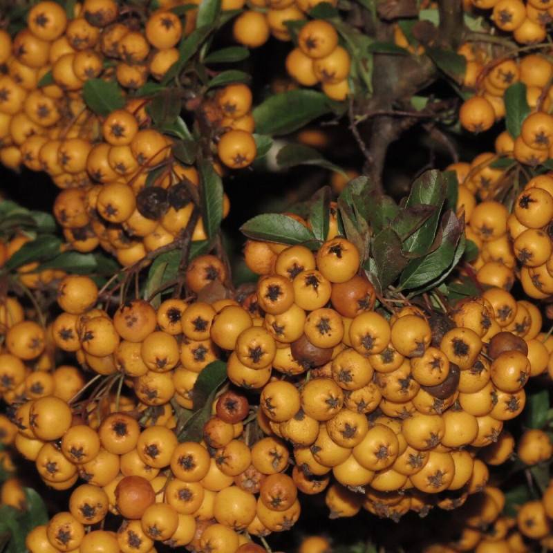 Buisson ardent Soleil d'Or, Pyracantha à fleurs Blanche - feuillage Persistant - Godet - 5/20 cm-  hauteur à maturité De 1,50 m à 2,00 m - Imagen 2