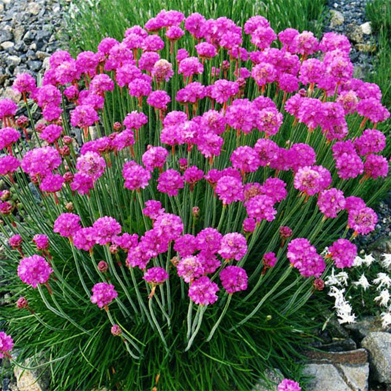 Gazon d'Espagne - Armeria maritima Düsseldorfer Stolz Godet de 8/9 cm