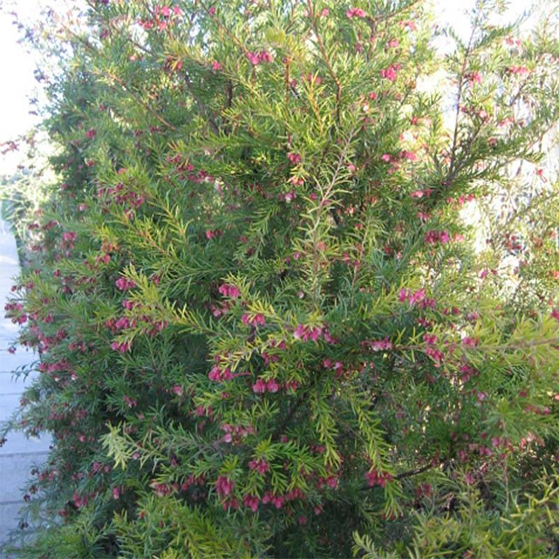Promesse de Fleurs - Grevillea  rosmarinifolia Rosa Jenkinsii Pot de 3L/4L