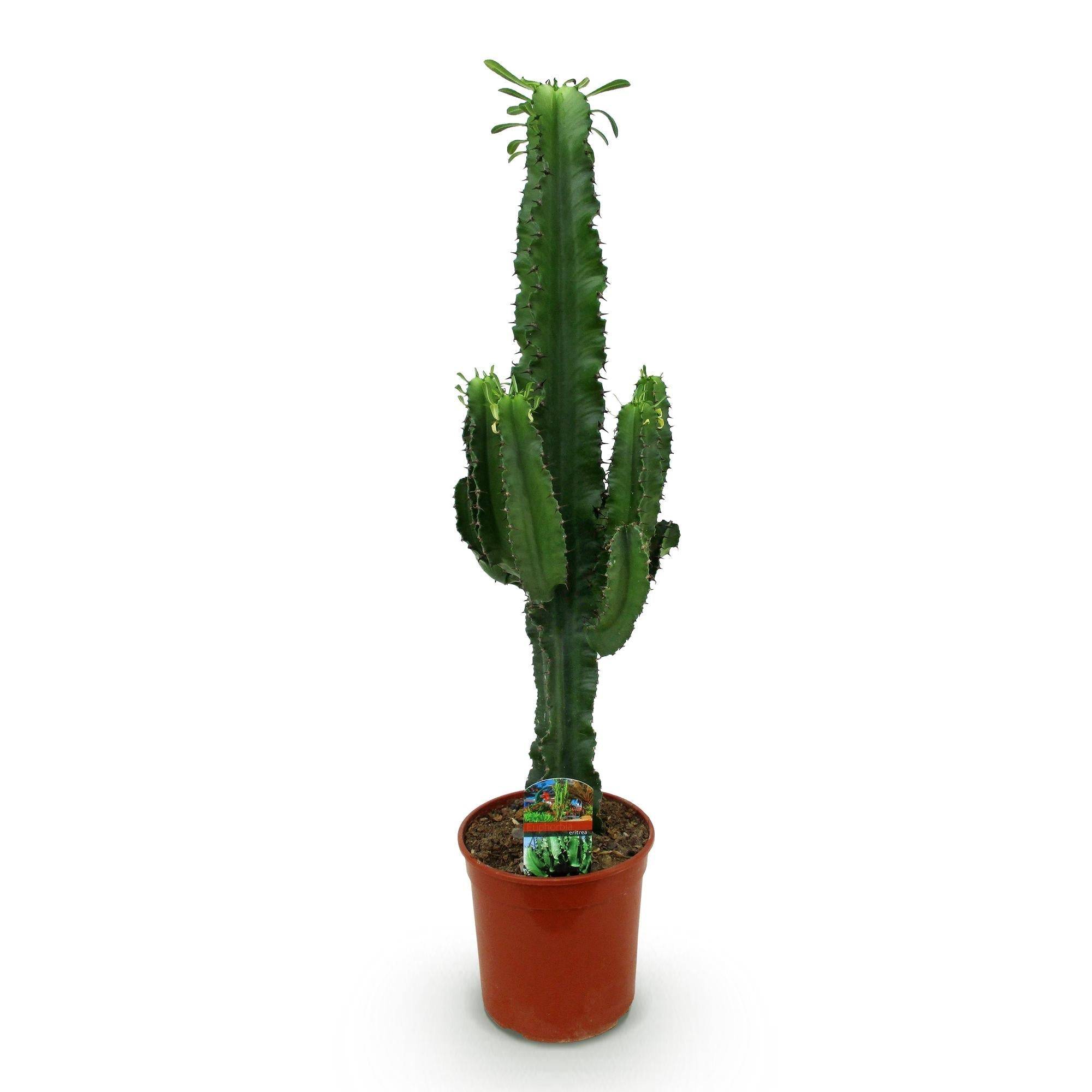 La Green Touch - Euphorbia Eritrea - D19 H70cm - Image 3