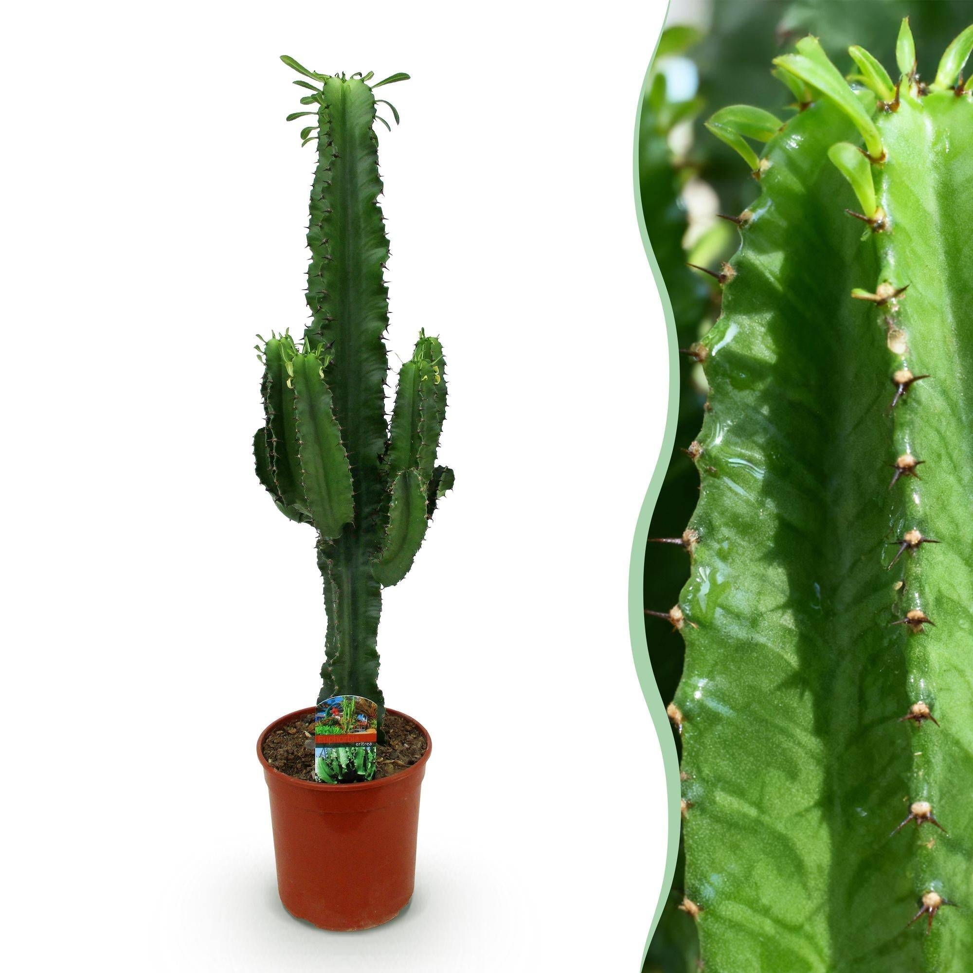 La Green Touch - Euphorbia Eritrea - D19 H70cm - Image 2