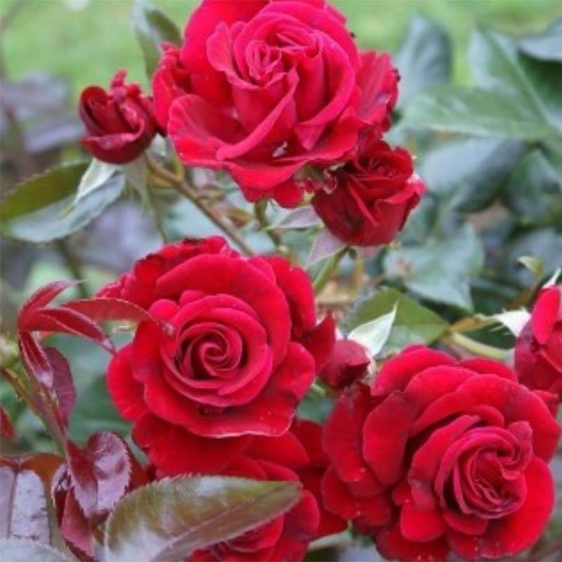 Promesse de Fleurs - Rosier grimpant Le Grand Huit Pot de 4L/5L