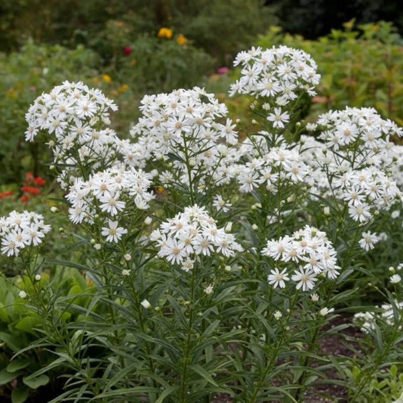 Aster d'automne datschii à fleurs Blanche/ - feuillage Caduc - Godet - 5/20 cm - Imagen 1