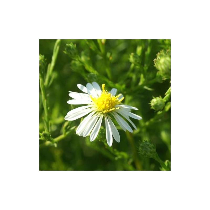 Aster d'automne datschii à fleurs Blanche/ - feuillage Caduc - Godet - 5/20 cm - Imagen 5