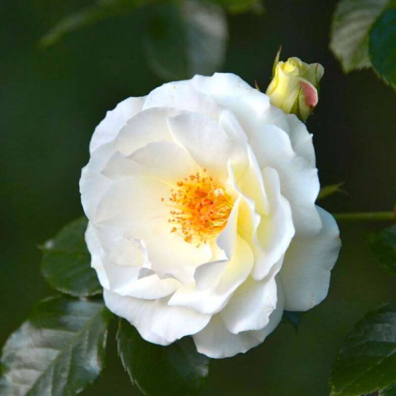 Rosier Grimpant 'Neige d'Avril' (Rosa 'Neige d'Avril') - Conteneur 3L - Pépinières Naudet