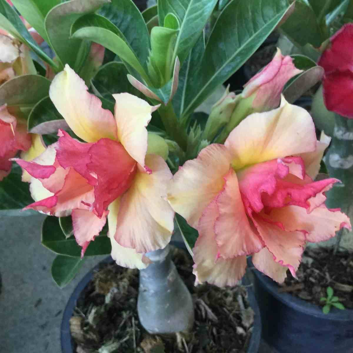 Sans Marque - Adenium obesum cv.Sherbet - Caudex d'environ 300g 20/25cm