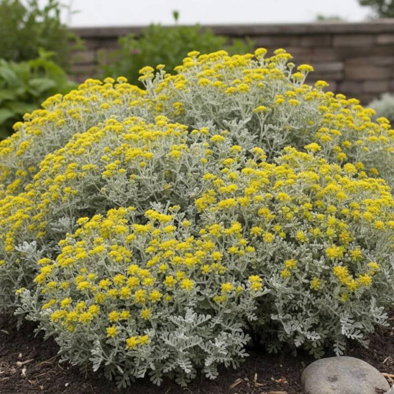 Germandrée Jaune à fleurs Jaune/ - feuillage Caduc - Lot de 9 godets