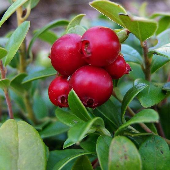 Promesse de Fleurs - Airelle rouge Bio - Vaccinium vitis idaea Pot de 1L/1,5L, Buisson