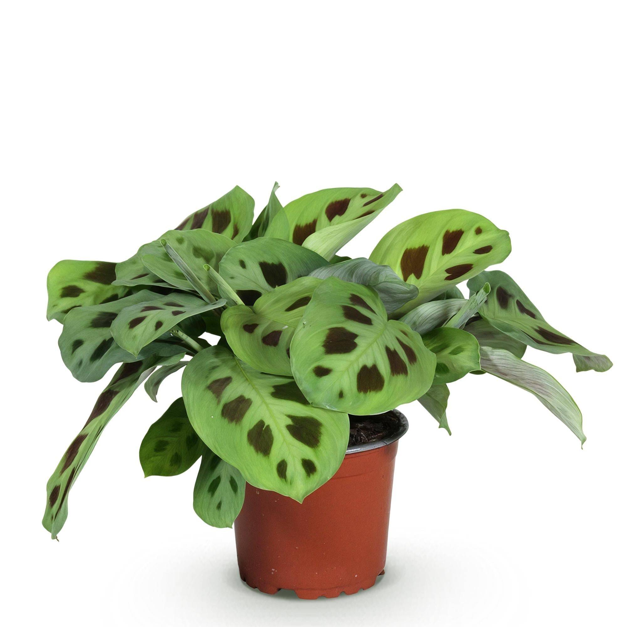 Maranta Fascinator Kerchoveana - Image 3