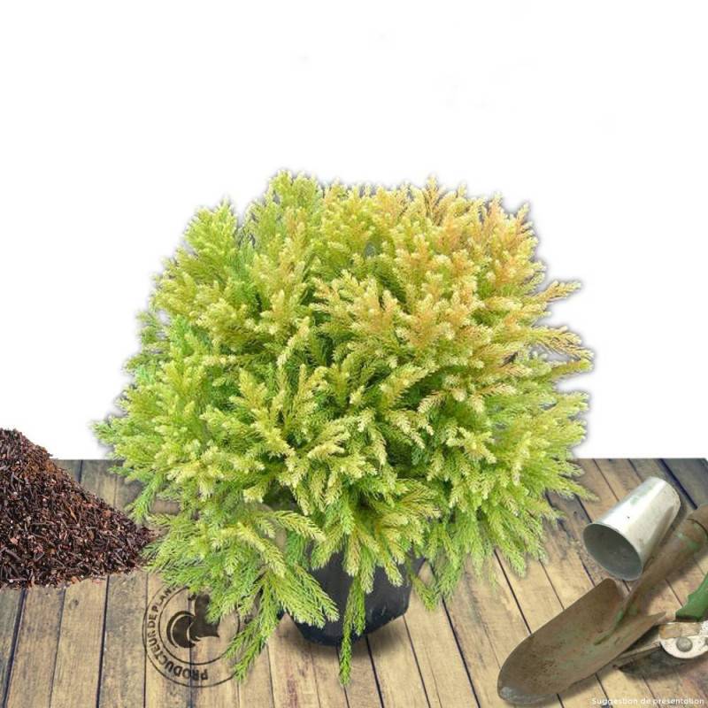 Cèdre du Japon Globosa Nana, Cryptomeria - Pot de 12L - 40/60 cm - Imagen 3