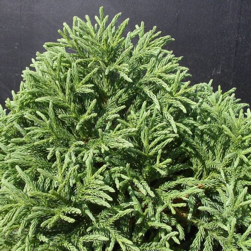 Cèdre du Japon Globosa Nana, Cryptomeria - Pot de 12L - 40/60 cm - Imagen 2