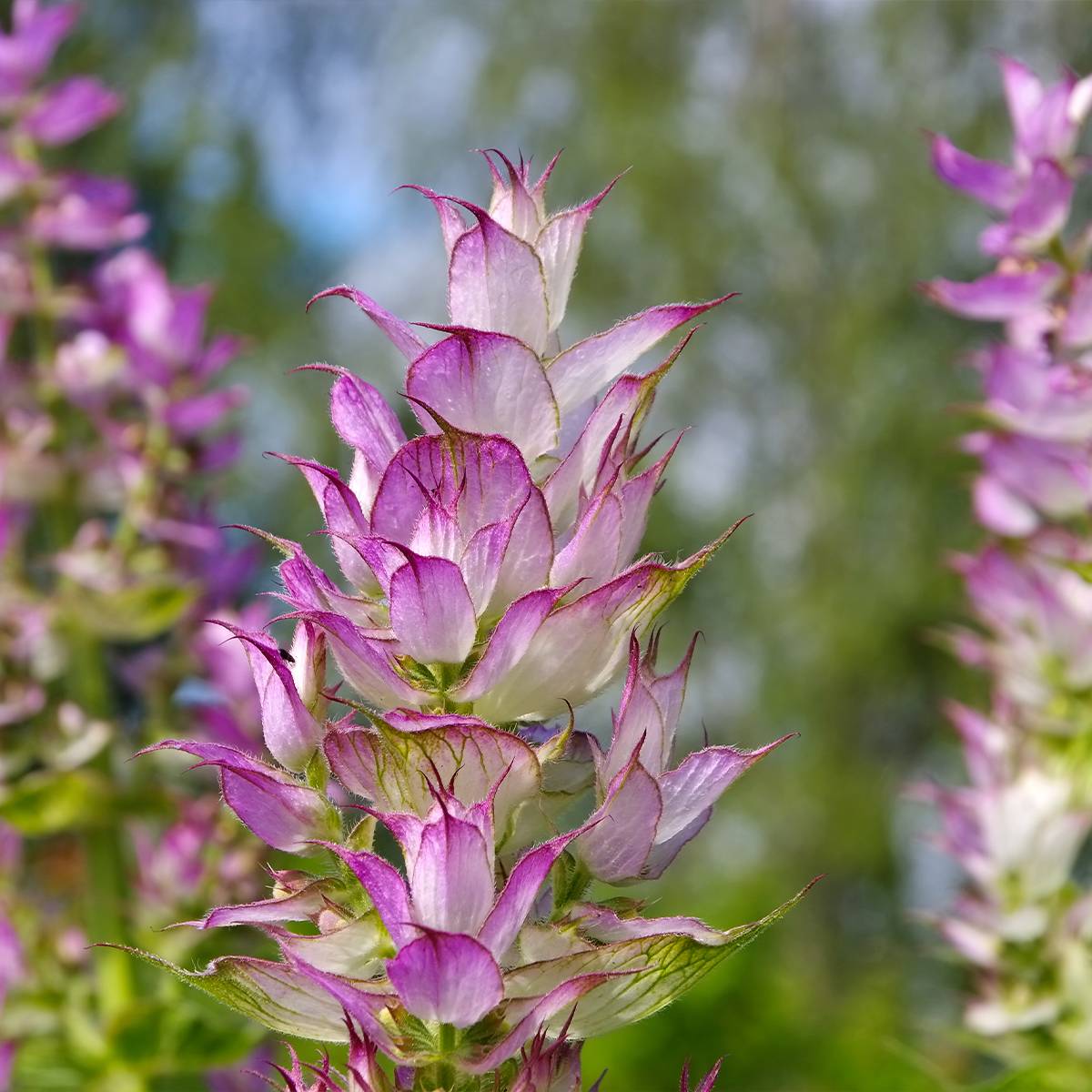 Promesse de Fleurs - Sauge sclarée - Salvia sclarea Godet de 8/9 cm