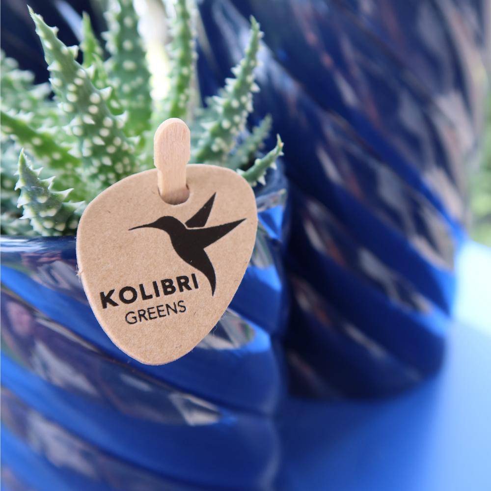 Pot Décoratif Candy - Bleu vif- La Green Touch - Imagen 5