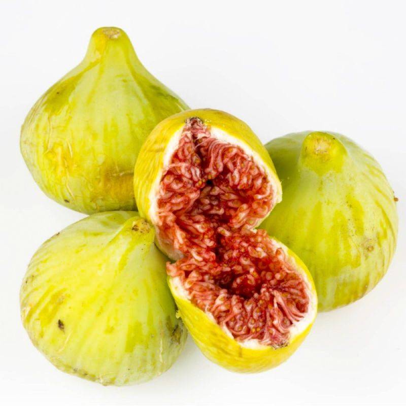 Figuier carica 'Goutte d'Or' (Ficus carica 'Goutte d'or') - Godet - Taille 13/25cm - Pépinières Naudet - Imagen 1