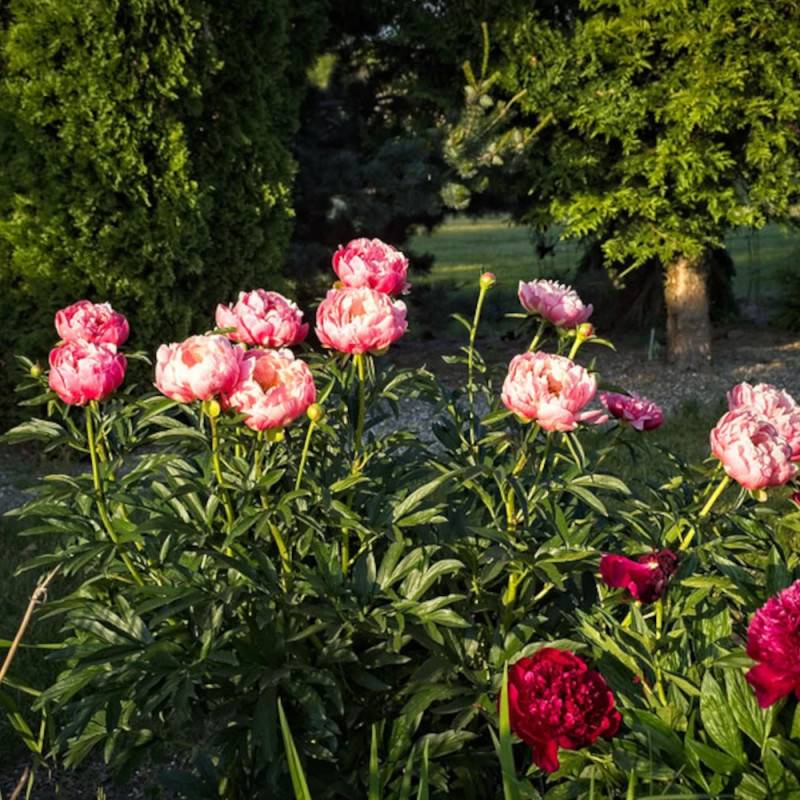 Pivoine herbacée Coral Charm à fleurs Orange/ - feuillage Caduc - Pot de 2L - 10/20 cm - Imagen 8