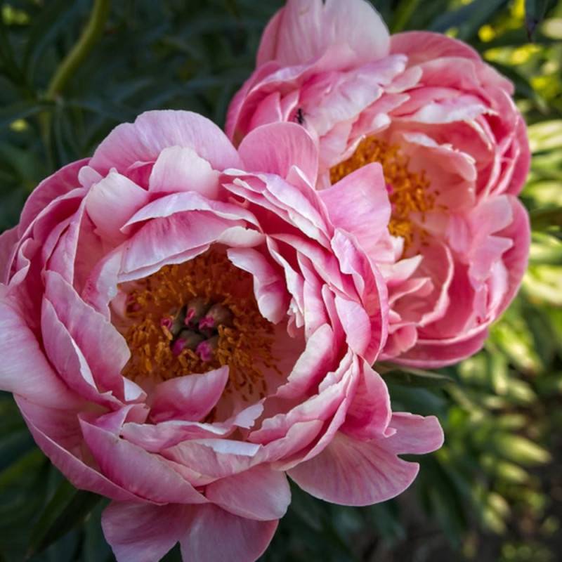 Pivoine herbacée Coral Charm à fleurs Orange/ - feuillage Caduc - Pot de 2L - 10/20 cm - Imagen 7