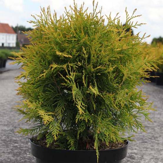 Promesse de Fleurs - Thuya du Canada - Thuja occidentalis Golden Globe Godet de 8/9 cm