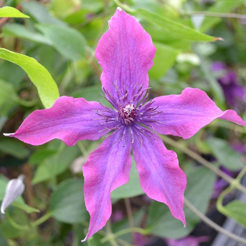 Clématite Guiding Promise™ 'Evipo053' à fleurs Violette - feuillage Caduc - Pot de 3L - Echelle bambou 60/120 cm- hauteur à maturité De 1,00 m à 1,50 - Image 1