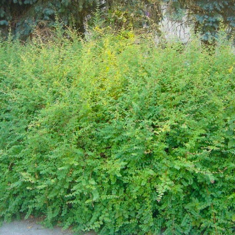Symphorine de Chenault 'Hancock' (Symphoricarpos x chenaultii 'Hancock') - Godet - Taille 20/40cm - Pépinières Naudet