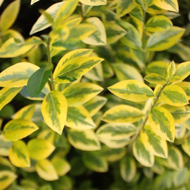 Troène doré  - Ligustrum ovalifolium Aureum Godet de 8/9 cm - Image 1