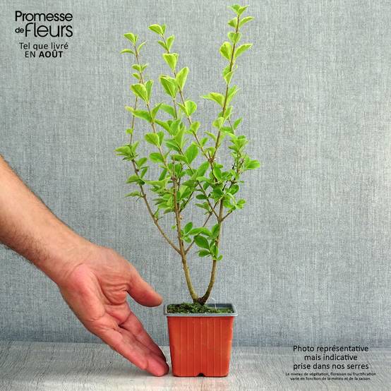 Troène doré - Ligustrum ovalifolium Aureum Godet de 8/9 cm - Image 2