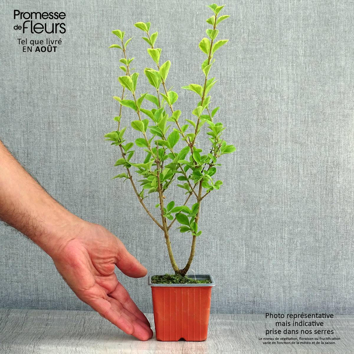 Troène doré  - Ligustrum ovalifolium Aureum Godet de 8/9 cm - Image 2