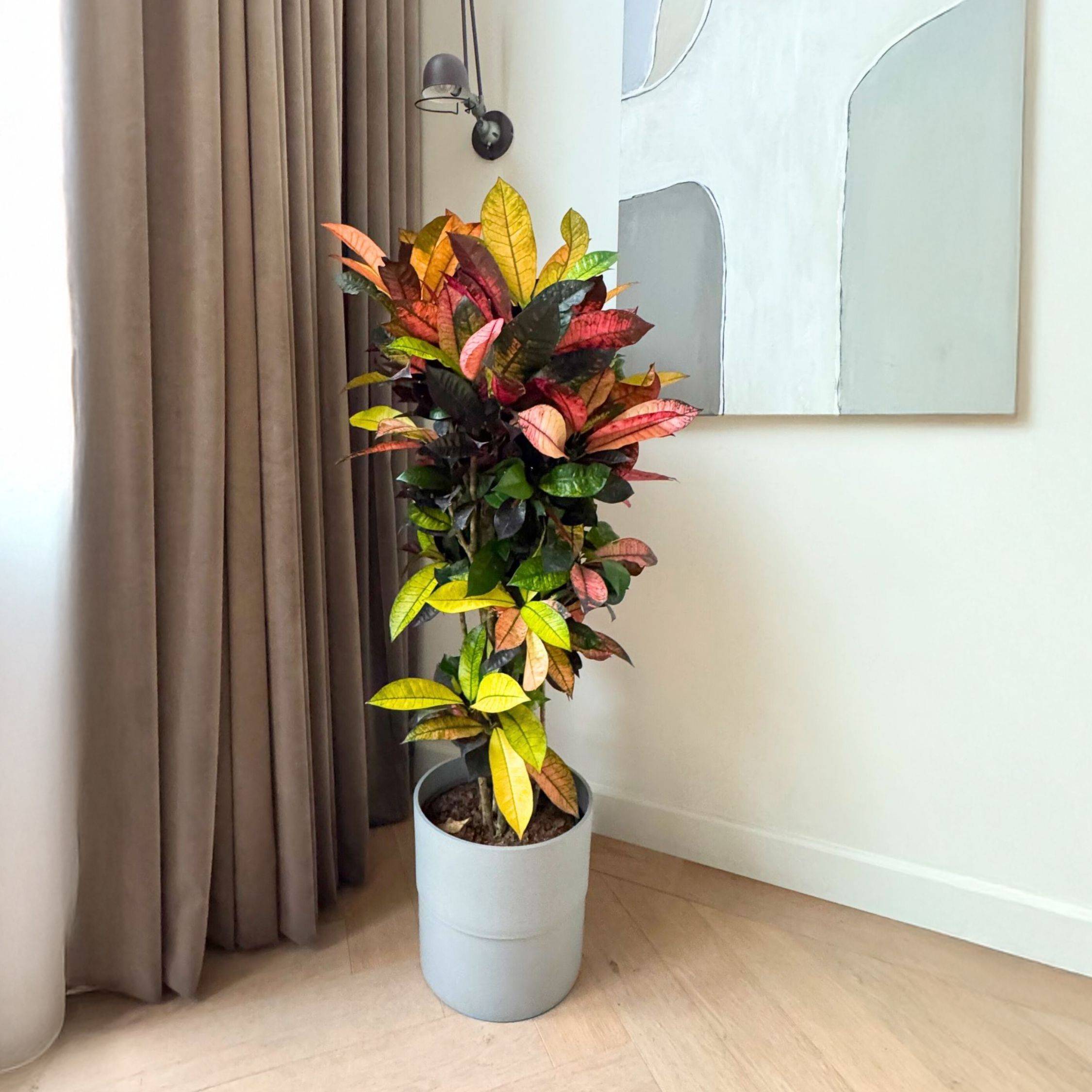 Plant In A Box - Croton - Codiaeum variegatum 'Mrs. Iceton' - Hauteur 90-100cm - Pot 27cm - Image 2