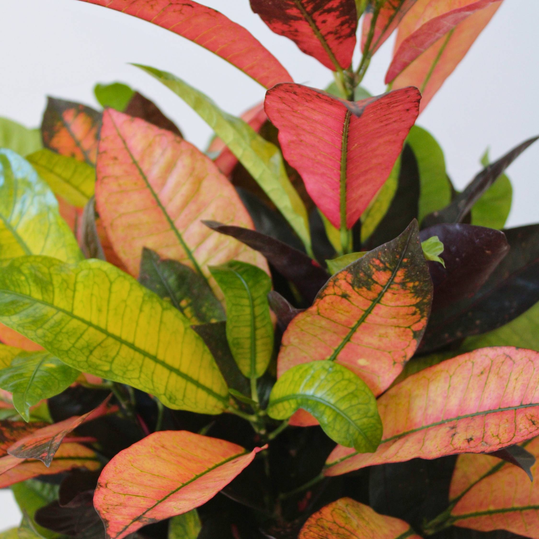 Plant In A Box - Croton - Codiaeum variegatum 'Mrs. Iceton' - Hauteur 90-100cm - Pot 27cm - Image 4